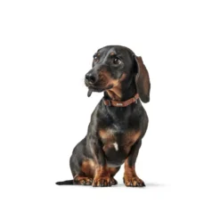 Discount Canadian UP Halsbånd Cognac XXS-XS 16-22 Hvalpehalsbånd - Bløde Og Sikre Halsbånd Med Perfekt Pasform Til Din Hvalp|Hundehalsbånd Med Stil - Komfort Og Sikkerhed Til Din Hund
