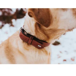Outlet Canadian UP Hundehalsbånd Large 65 Cognac/Sort - 50-56 cm Hvalpehalsbånd - Bløde Og Sikre Halsbånd Med Perfekt Pasform Til Din Hvalp|Hundehalsbånd Med Stil - Komfort Og Sikkerhed Til Din Hund