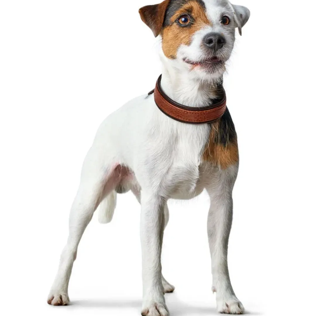 Outlet Cody 50 Cognac Mørkebrun hundehalsbånd - 37-43 cm Hvalpehalsbånd - Bløde Og Sikre Halsbånd Med Perfekt Pasform Til Din Hvalp|Hundehalsbånd Med Stil - Komfort Og Sikkerhed Til Din Hund