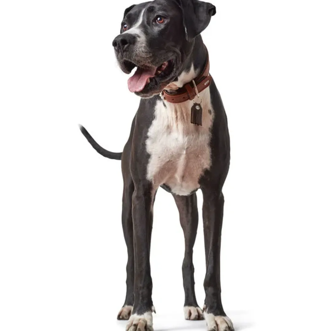 Outlet Cody 50 Cognac Mørkebrun hundehalsbånd - 37-43 cm Hvalpehalsbånd - Bløde Og Sikre Halsbånd Med Perfekt Pasform Til Din Hvalp|Hundehalsbånd Med Stil - Komfort Og Sikkerhed Til Din Hund