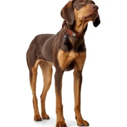 Outlet Cody 50 Cognac Mørkebrun hundehalsbånd - 37-43 cm Hvalpehalsbånd - Bløde Og Sikre Halsbånd Med Perfekt Pasform Til Din Hvalp|Hundehalsbånd Med Stil - Komfort Og Sikkerhed Til Din Hund