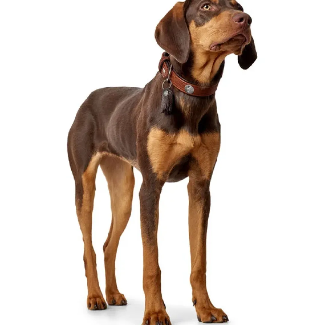 Hot Cody 60 Cognac Mørkebrun hundehalsbånd - 46-52 cm Hvalpehalsbånd - Bløde Og Sikre Halsbånd Med Perfekt Pasform Til Din Hvalp|Hundehalsbånd Med Stil - Komfort Og Sikkerhed Til Din Hund