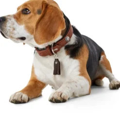 Hot Cody 60 Cognac Mørkebrun hundehalsbånd - 46-52 cm Hvalpehalsbånd - Bløde Og Sikre Halsbånd Med Perfekt Pasform Til Din Hvalp|Hundehalsbånd Med Stil - Komfort Og Sikkerhed Til Din Hund
