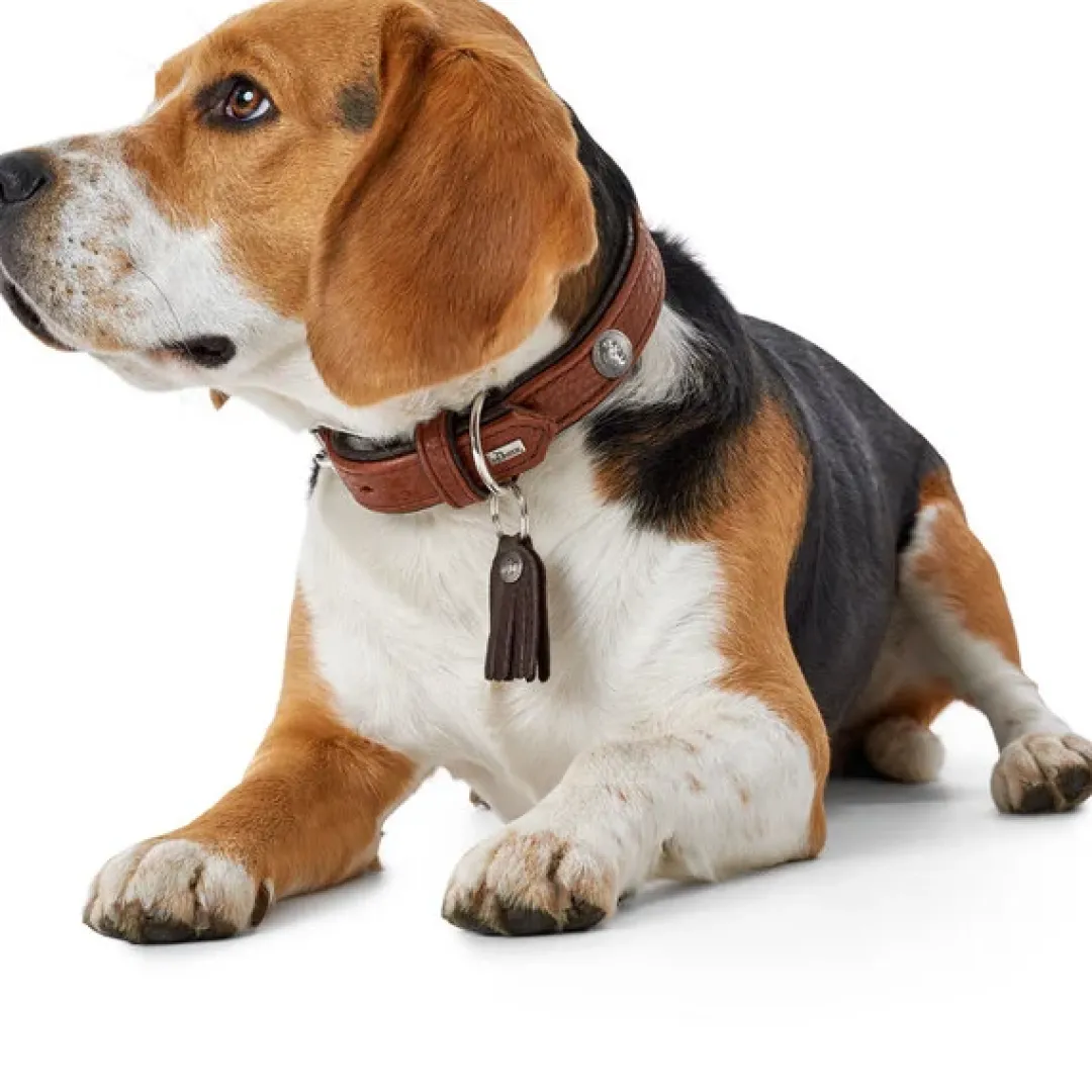 Hot Cody 60 Cognac Mørkebrun hundehalsbånd - 46-52 cm Hvalpehalsbånd - Bløde Og Sikre Halsbånd Med Perfekt Pasform Til Din Hvalp|Hundehalsbånd Med Stil - Komfort Og Sikkerhed Til Din Hund