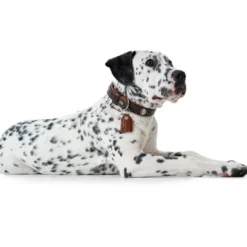 Best Cody 45 Mørkebrun Cognac hundehalsbånd - 33-39 cm Hvalpehalsbånd - Bløde Og Sikre Halsbånd Med Perfekt Pasform Til Din Hvalp|Hundehalsbånd Med Stil - Komfort Og Sikkerhed Til Din Hund
