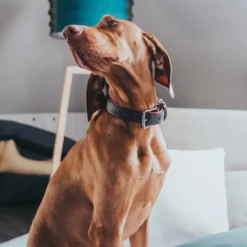 Hot Cody 50 Mørkebrun Cognac hundehalsbånd - 37-43 cm Hvalpehalsbånd - Bløde Og Sikre Halsbånd Med Perfekt Pasform Til Din Hvalp|Hundehalsbånd Med Stil - Komfort Og Sikkerhed Til Din Hund