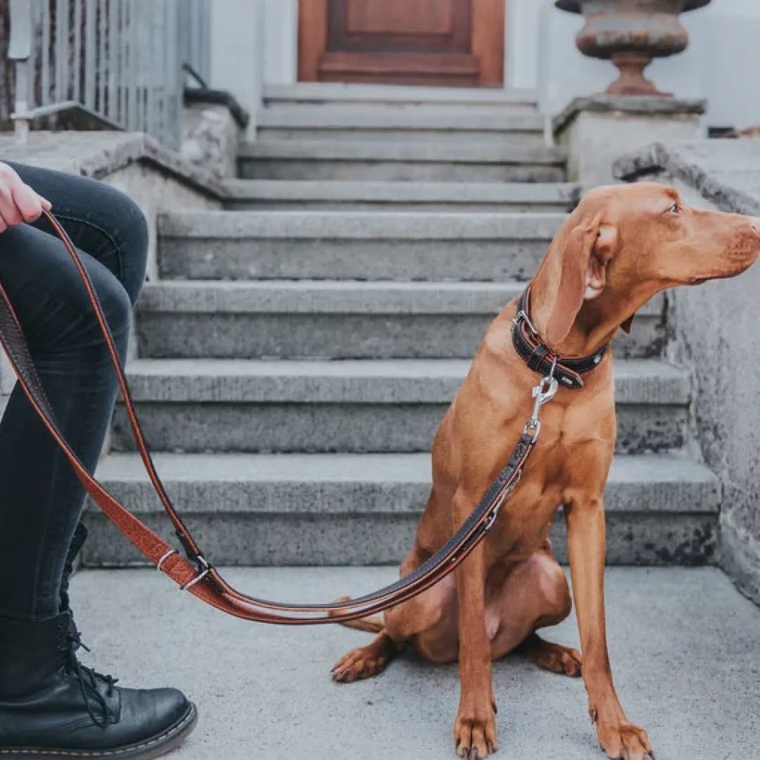 Discount Cody 55 Mørkebrun Cognac hundehalsbånd - 42-48 cm Hvalpehalsbånd - Bløde Og Sikre Halsbånd Med Perfekt Pasform Til Din Hvalp|Hundehalsbånd Med Stil - Komfort Og Sikkerhed Til Din Hund