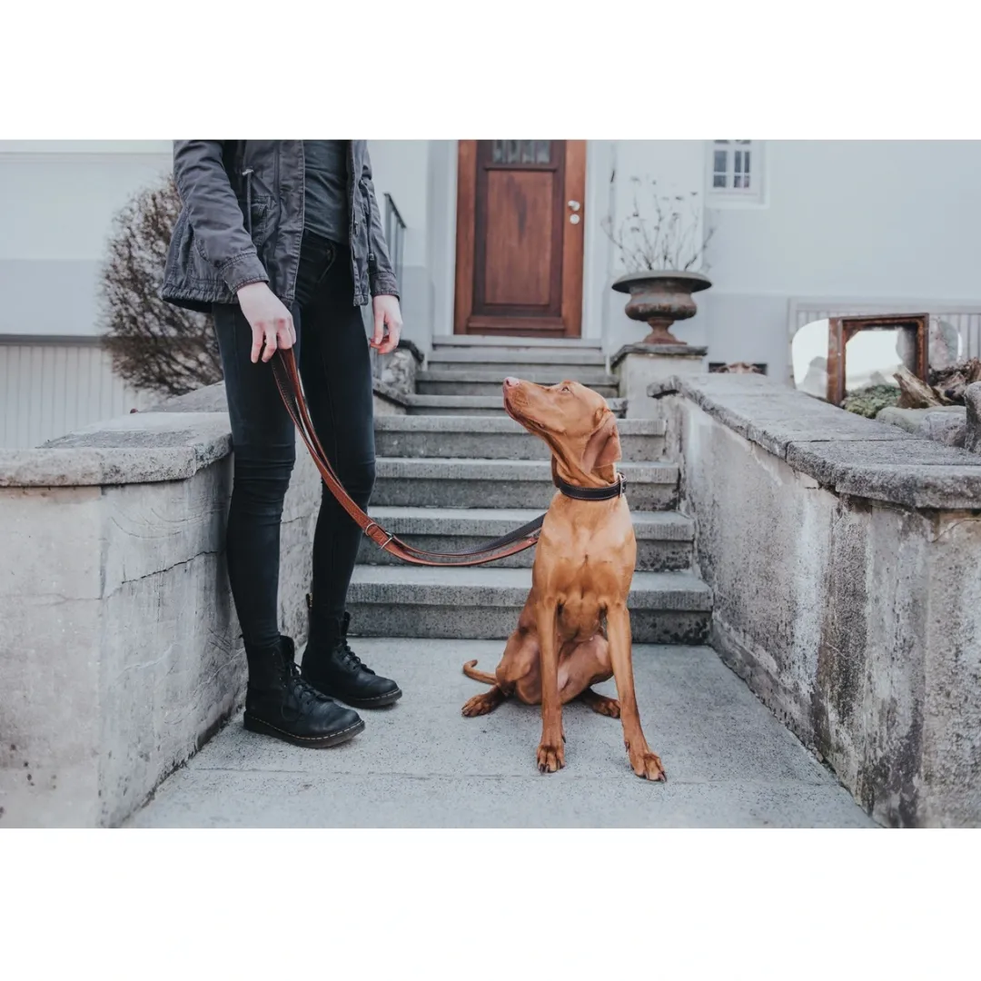 Discount Cody Mørkebrun Cognac 3-trins hundeline 20/200 Hundesnor I Mange Varianter Og Materialer|Hundesnor Til Hvalpe
