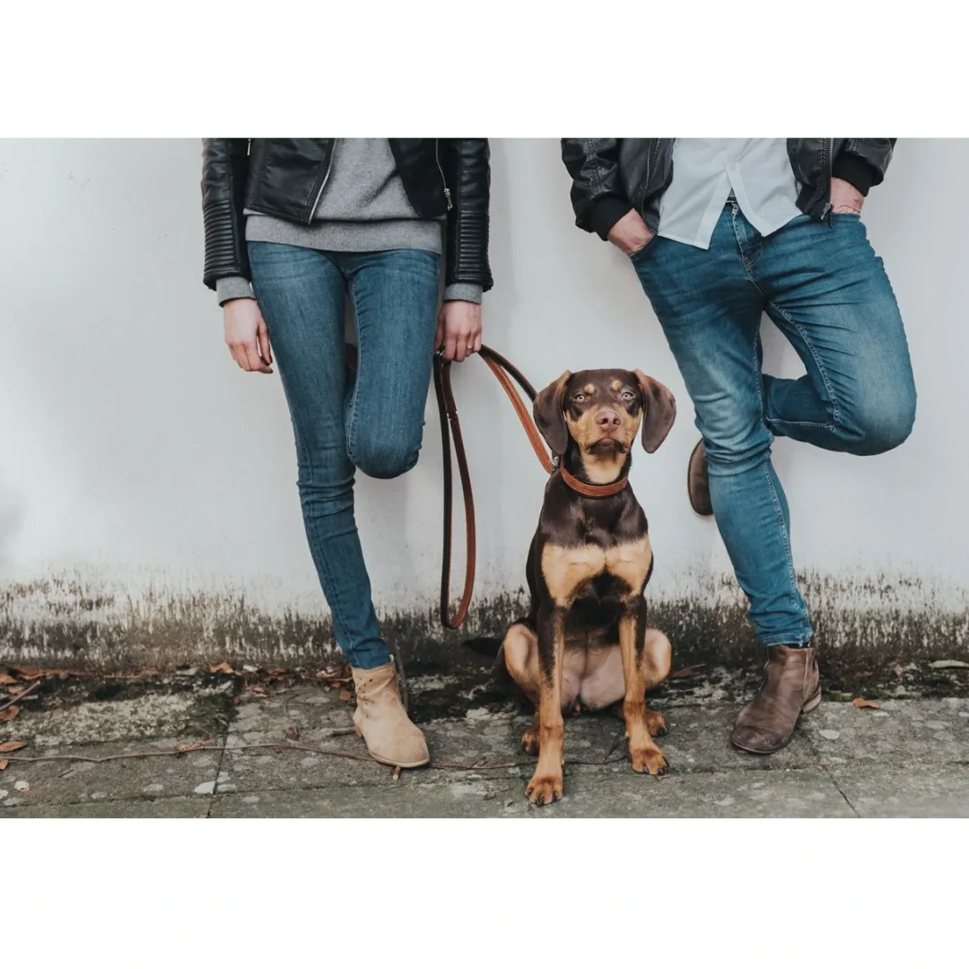 Discount Cody Mørkebrun Cognac 3-trins hundeline 20/200 Hundesnor I Mange Varianter Og Materialer|Hundesnor Til Hvalpe