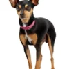 Best Diamond petit halsbånd str.32 Sort - 24-28 cm Hvalpehalsbånd - Bløde Og Sikre Halsbånd Med Perfekt Pasform Til Din Hvalp|Hundehalsbånd Med Stil - Komfort Og Sikkerhed Til Din Hund
