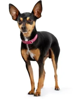Best Diamond petit halsbånd str.32 Sort - 24-28 cm Hvalpehalsbånd - Bløde Og Sikre Halsbånd Med Perfekt Pasform Til Din Hvalp|Hundehalsbånd Med Stil - Komfort Og Sikkerhed Til Din Hund