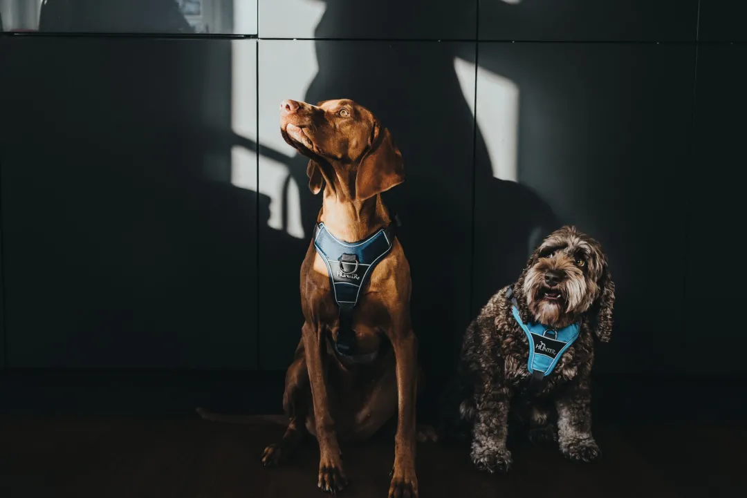Divo hundesele L-XL lyseblå/grå just mave 79-107 cm - Sikker pasform og høj komfort Hvalpeseler - Bløde Justerbare Seler Der Giver Din Hvalp Tryghed Og Støtte På Turen|Hundeseler Til Alle Behov Og Hundestørrelser