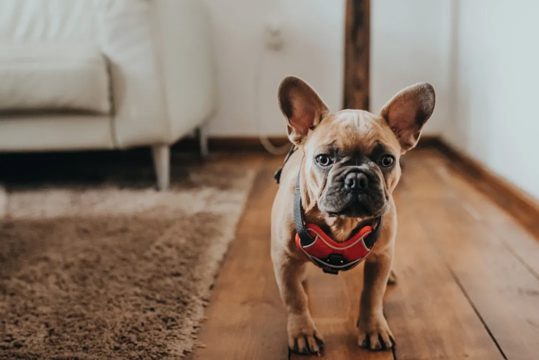 Divo hundesele L-XL rød/grå just mave 79-107 cm - Ekstra stabilitet og komfort Hvalpeseler - Bløde Justerbare Seler Der Giver Din Hvalp Tryghed Og Støtte På Turen|Hundeseler Til Alle Behov Og Hundestørrelser