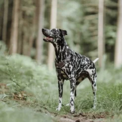 Outlet Divo hundesele M brun/grå just mave 56-73 cm - Stabil komfort og sikker pasform Hvalpeseler - Bløde Justerbare Seler Der Giver Din Hvalp Tryghed Og Støtte På Turen|Hundeseler Til Alle Behov Og Hundestørrelser