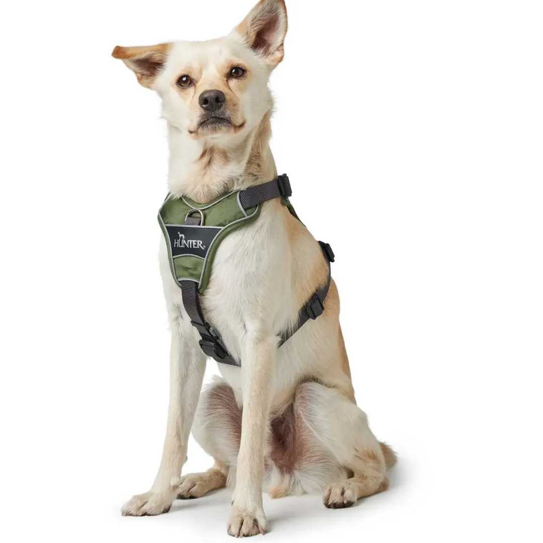 Best Divo hundesele M grøn/grå just mave 56-73 cm - Stabil kontrol og komfort Hvalpeseler - Bløde Justerbare Seler Der Giver Din Hvalp Tryghed Og Støtte På Turen|Hundeseler Til Alle Behov Og Hundestørrelser