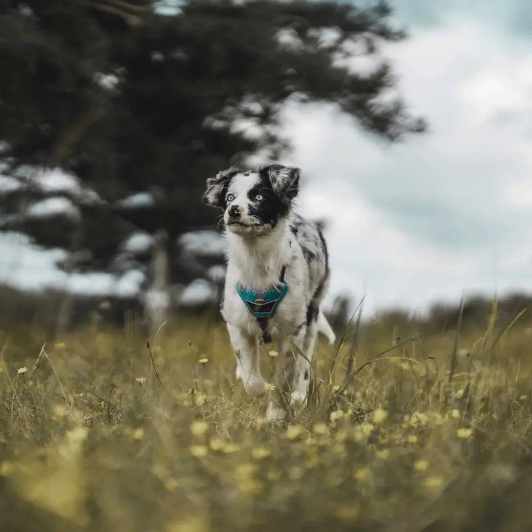 Clearance Divo hundesele M lyseblå/grå just mave 56-73 cm - Stabil pasform og aktiv komfort Hvalpeseler - Bløde Justerbare Seler Der Giver Din Hvalp Tryghed Og Støtte På Turen|Hundeseler Til Alle Behov Og Hundestørrelser