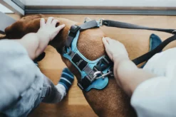 Clearance Divo hundesele M lyseblå/grå just mave 56-73 cm - Stabil pasform og aktiv komfort Hvalpeseler - Bløde Justerbare Seler Der Giver Din Hvalp Tryghed Og Støtte På Turen|Hundeseler Til Alle Behov Og Hundestørrelser