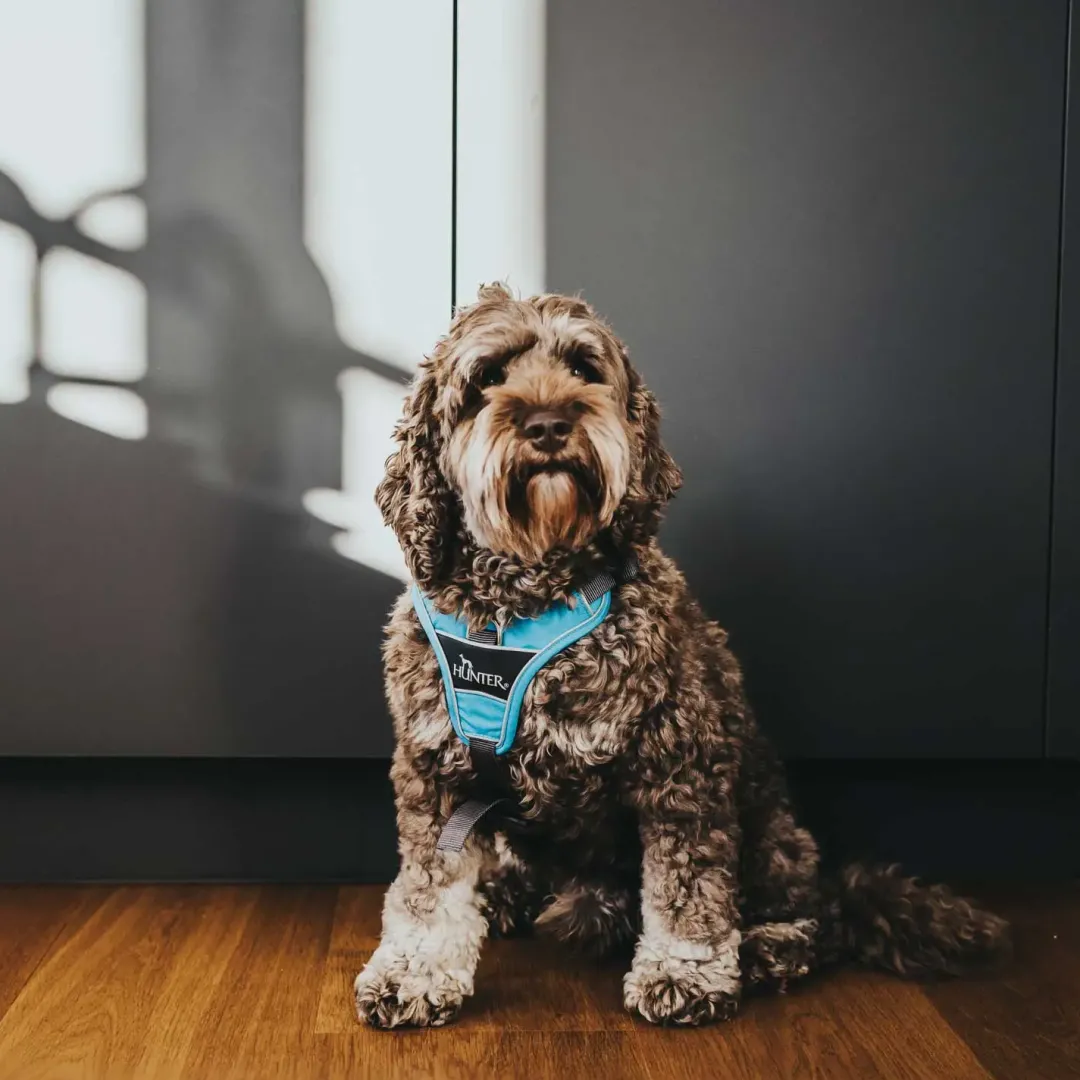 Clearance Divo hundesele M lyseblå/grå just mave 56-73 cm - Stabil pasform og aktiv komfort Hvalpeseler - Bløde Justerbare Seler Der Giver Din Hvalp Tryghed Og Støtte På Turen|Hundeseler Til Alle Behov Og Hundestørrelser