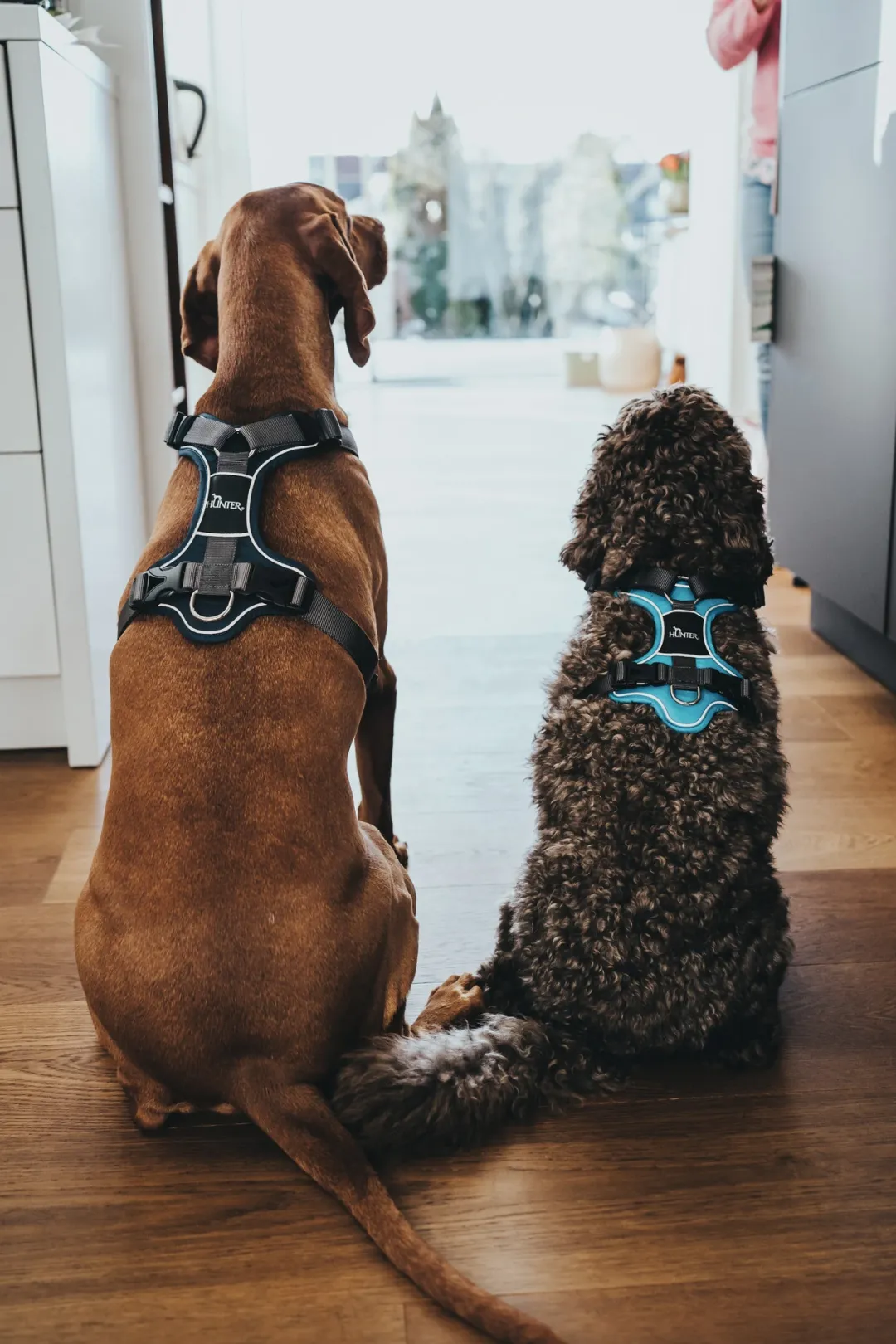 Clearance Divo hundesele M lyseblå/grå just mave 56-73 cm - Stabil pasform og aktiv komfort Hvalpeseler - Bløde Justerbare Seler Der Giver Din Hvalp Tryghed Og Støtte På Turen|Hundeseler Til Alle Behov Og Hundestørrelser