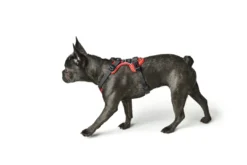Best Divo hundesele M rød/grå just mave 56-73 cm - Stabil pasform og aktiv komfort Hvalpeseler - Bløde Justerbare Seler Der Giver Din Hvalp Tryghed Og Støtte På Turen|Hundeseler Til Alle Behov Og Hundestørrelser