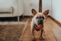 Best Divo hundesele M rød/grå just mave 56-73 cm - Stabil pasform og aktiv komfort Hvalpeseler - Bløde Justerbare Seler Der Giver Din Hvalp Tryghed Og Støtte På Turen|Hundeseler Til Alle Behov Og Hundestørrelser