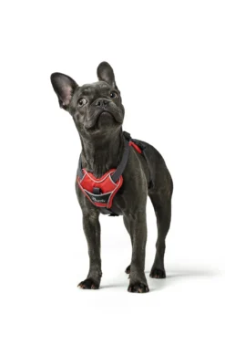 Best Divo hundesele M rød/grå just mave 56-73 cm - Stabil pasform og aktiv komfort Hvalpeseler - Bløde Justerbare Seler Der Giver Din Hvalp Tryghed Og Støtte På Turen|Hundeseler Til Alle Behov Og Hundestørrelser