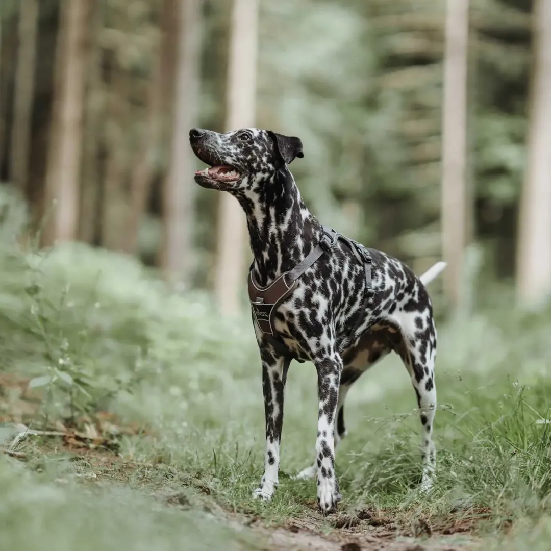 Hot Divo hundesele S brun/grå just mave 45-56 cm - Samlet komfort og kontrol Hvalpeseler - Bløde Justerbare Seler Der Giver Din Hvalp Tryghed Og Støtte På Turen|Hundeseler Til Alle Behov Og Hundestørrelser