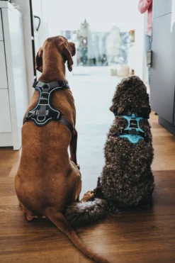 Discount Divo hundesele S lyseblå/grå just mave 45-56 cm - Let kontrol og høj komfort Hvalpeseler - Bløde Justerbare Seler Der Giver Din Hvalp Tryghed Og Støtte På Turen|Hundeseler Til Alle Behov Og Hundestørrelser