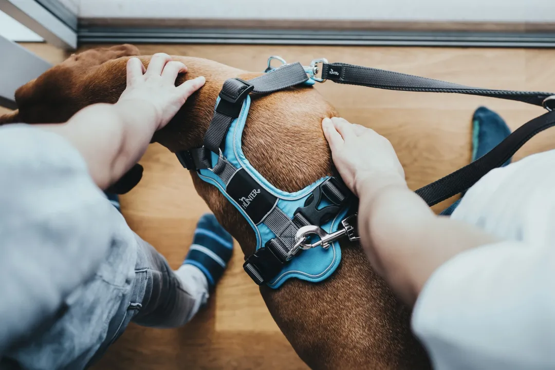 Discount Divo hundesele S lyseblå/grå just mave 45-56 cm - Let kontrol og høj komfort Hvalpeseler - Bløde Justerbare Seler Der Giver Din Hvalp Tryghed Og Støtte På Turen|Hundeseler Til Alle Behov Og Hundestørrelser