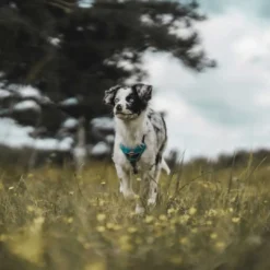 Discount Divo hundesele S lyseblå/grå just mave 45-56 cm - Let kontrol og høj komfort Hvalpeseler - Bløde Justerbare Seler Der Giver Din Hvalp Tryghed Og Støtte På Turen|Hundeseler Til Alle Behov Og Hundestørrelser
