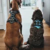 Sale Divo hundesele S-M lyseblå/grå just mave 52-68 cm - Fleksibel støtte og komfort Hvalpeseler - Bløde Justerbare Seler Der Giver Din Hvalp Tryghed Og Støtte På Turen|Hundeseler Til Alle Behov Og Hundestørrelser