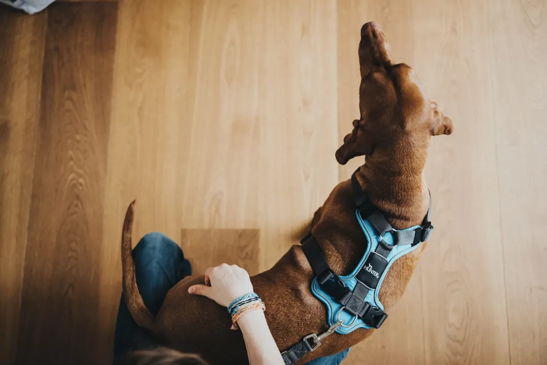 Sale Divo hundesele S-M lyseblå/grå just mave 52-68 cm - Fleksibel støtte og komfort Hvalpeseler - Bløde Justerbare Seler Der Giver Din Hvalp Tryghed Og Støtte På Turen|Hundeseler Til Alle Behov Og Hundestørrelser