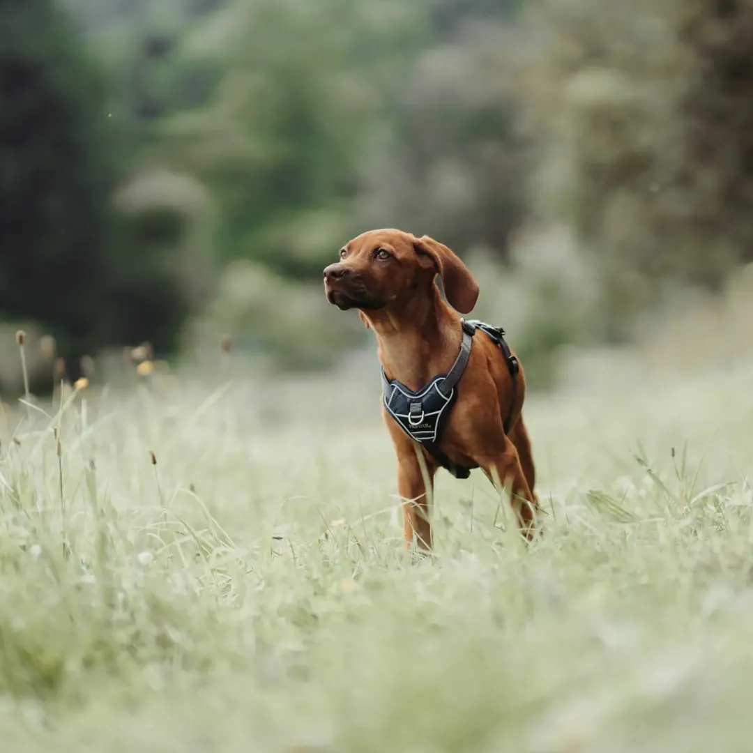 Online Divo hundesele S-M petrol/grå just mave 52-68 cm - Stabil støtte og rolig bevægelse Hvalpeseler - Bløde Justerbare Seler Der Giver Din Hvalp Tryghed Og Støtte På Turen|Hundeseler Til Alle Behov Og Hundestørrelser