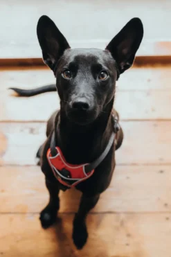 Clearance Divo hundesele S-M rød/grå just mave 52-68 cm - Fleksibel støtte til aktive ture Hvalpeseler - Bløde Justerbare Seler Der Giver Din Hvalp Tryghed Og Støtte På Turen|Hundeseler Til Alle Behov Og Hundestørrelser