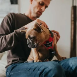 Clearance Divo hundesele S-M rød/grå just mave 52-68 cm - Fleksibel støtte til aktive ture Hvalpeseler - Bløde Justerbare Seler Der Giver Din Hvalp Tryghed Og Støtte På Turen|Hundeseler Til Alle Behov Og Hundestørrelser