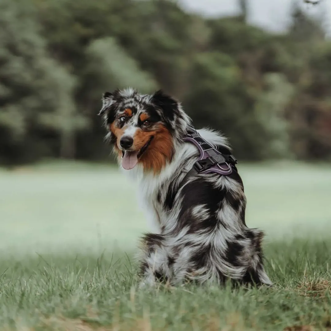 Discount Divo hundesele S-M violet/grå just mave 52-68 cm - Fleksibel støtte og komfort Hvalpeseler - Bløde Justerbare Seler Der Giver Din Hvalp Tryghed Og Støtte På Turen|Hundeseler Til Alle Behov Og Hundestørrelser