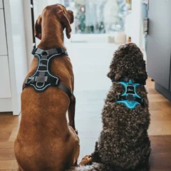 Best Divo hundesele S petrol/grå just mave 45-56 cm - Fleksibel kontrol og komfort i balance Hvalpeseler - Bløde Justerbare Seler Der Giver Din Hvalp Tryghed Og Støtte På Turen|Hundeseler Til Alle Behov Og Hundestørrelser