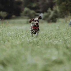 Clearance Divo hundesele S rød/grå just mave 45-56 cm - Smidig pasform og stabil kontrol Hvalpeseler - Bløde Justerbare Seler Der Giver Din Hvalp Tryghed Og Støtte På Turen|Hundeseler Til Alle Behov Og Hundestørrelser