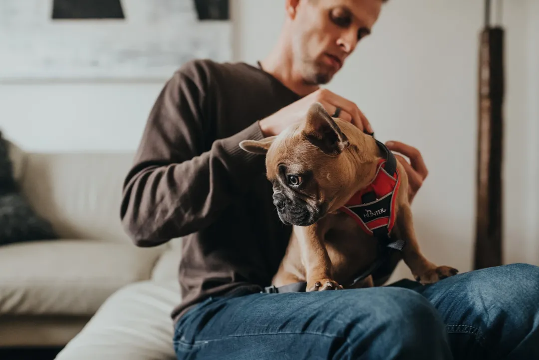 Clearance Divo hundesele S rød/grå just mave 45-56 cm - Smidig pasform og stabil kontrol Hvalpeseler - Bløde Justerbare Seler Der Giver Din Hvalp Tryghed Og Støtte På Turen|Hundeseler Til Alle Behov Og Hundestørrelser