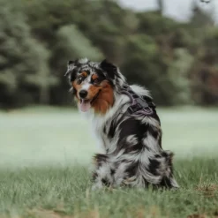 Best Divo hundesele S violet/grå just mave 45-56 cm - Tryg pasform og bevægelse Hvalpeseler - Bløde Justerbare Seler Der Giver Din Hvalp Tryghed Og Støtte På Turen|Hundeseler Til Alle Behov Og Hundestørrelser