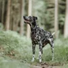Discount Divo hundesele XS brun/grå just mave 34-47 cm - Let pasform til små hunde Hvalpeseler - Bløde Justerbare Seler Der Giver Din Hvalp Tryghed Og Støtte På Turen|Hundeseler Til Alle Behov Og Hundestørrelser