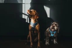 Divo hundesele XS lyseblå/grå just mave 34-47 cm - Let pasform og høj komfort Hvalpeseler - Bløde Justerbare Seler Der Giver Din Hvalp Tryghed Og Støtte På Turen|Hundeseler Til Alle Behov Og Hundestørrelser