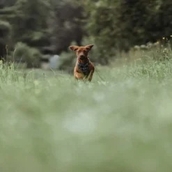 Sale Divo hundesele XS petrol/grå just mave 34-47 cm - Stabil pasform og synlig sikkerhed Hvalpeseler - Bløde Justerbare Seler Der Giver Din Hvalp Tryghed Og Støtte På Turen|Hundeseler Til Alle Behov Og Hundestørrelser