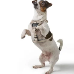 Online Divo Up hundesele L beige just mave 72-100 cm - Stabil støtte og tryg bevægelse Hvalpeseler - Bløde Justerbare Seler Der Giver Din Hvalp Tryghed Og Støtte På Turen|Hundeseler Til Alle Behov Og Hundestørrelser