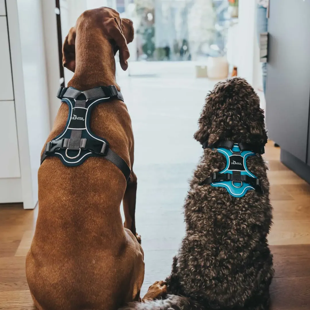 Best Divo Up hundesele L petrol/grå just mave 72-100 cm - Stabil kontrol og komfort Hvalpeseler - Bløde Justerbare Seler Der Giver Din Hvalp Tryghed Og Støtte På Turen|Hundeseler Til Alle Behov Og Hundestørrelser