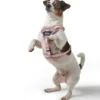 Online Divo Up hundesele L-XL lyserød just mave 79-107 cm - Stabil støtte og tryg kontrol Hvalpeseler - Bløde Justerbare Seler Der Giver Din Hvalp Tryghed Og Støtte På Turen|Hundeseler Til Alle Behov Og Hundestørrelser