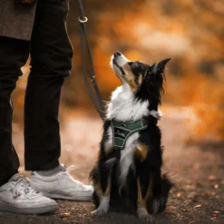 New Divo Up hundesele S-M grøn/grå just mave 52-68 cm - Stabil komfort i hverdagen Hvalpeseler - Bløde Justerbare Seler Der Giver Din Hvalp Tryghed Og Støtte På Turen|Hundeseler Til Alle Behov Og Hundestørrelser