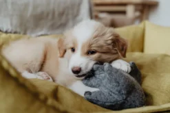 Best Eiby Elefant M - bamse til mellemstore hunde Hundelegetøj Til Alle Hunde Leg Og Aktivering Året Rundt|Legetøj Til Hvalpe - Sjov Leg, Aktivering Og Tryghed Fra Første Dag