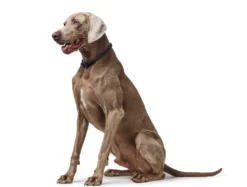 Sale Eiby Freestyle Blå M-L - blødt hundehalsbånd i neopren Hvalpehalsbånd - Bløde Og Sikre Halsbånd Med Perfekt Pasform Til Din Hvalp|Hundehalsbånd Med Stil - Komfort Og Sikkerhed Til Din Hund