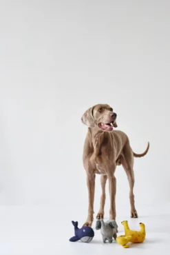 Best Eiby Hval M - bamse til mellemstore hunde Hundelegetøj Til Alle Hunde Leg Og Aktivering Året Rundt|Legetøj Til Hvalpe - Sjov Leg, Aktivering Og Tryghed Fra Første Dag